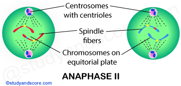anaphase 2, meiosis 2, meiotic cell division, reductional cell division
